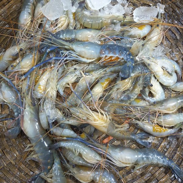 হরিণা চিংড়ি