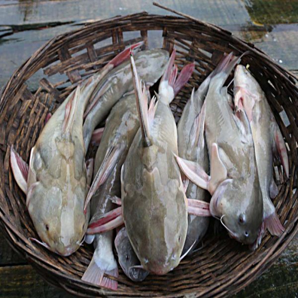 নদীর রিটা মাছ