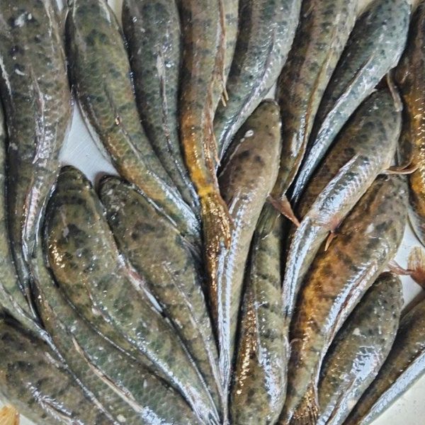 টাকি মাছ