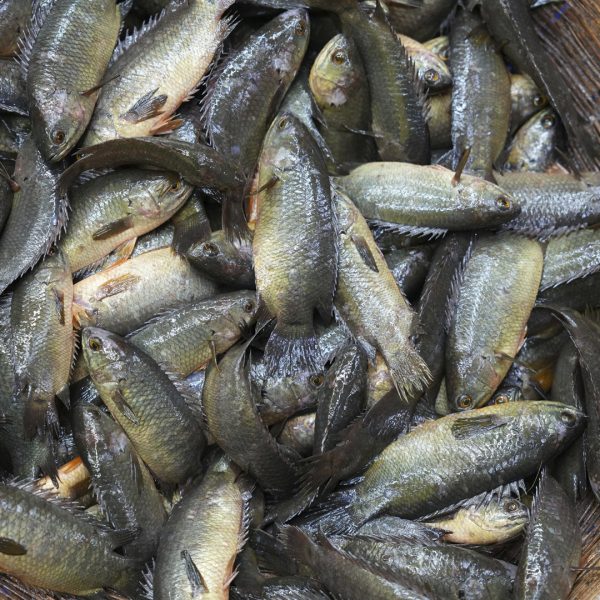 দেশি কৈ মাছ