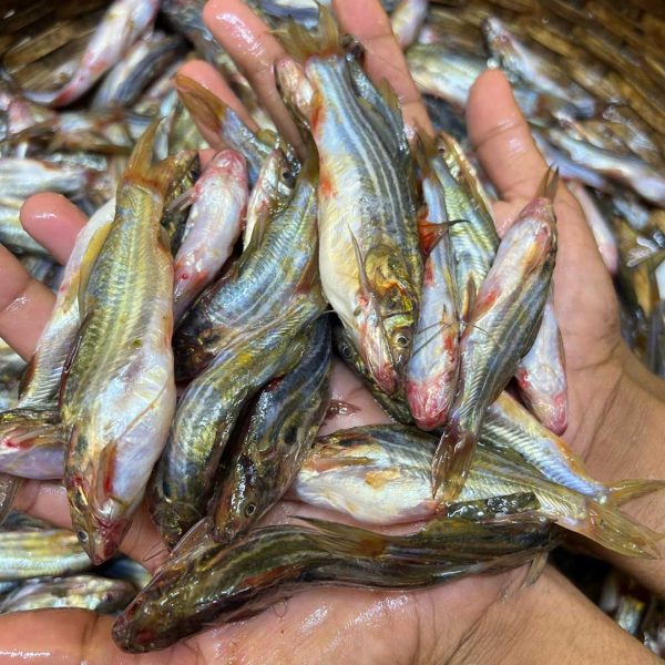 দেশী ট্যাংরা মাছ