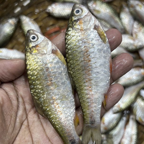 দেশী পুটি