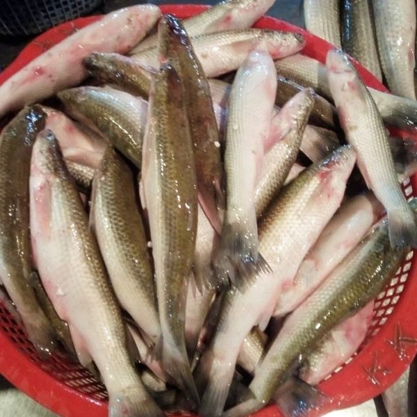 নদীর বাটা