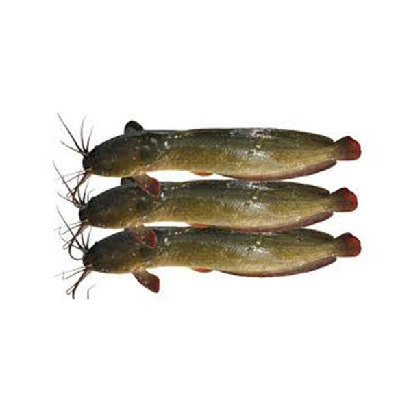 মাগুর মাছ-( প্রসেসিং করা)