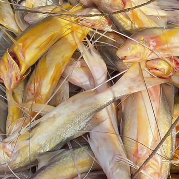 তপসে মাছ