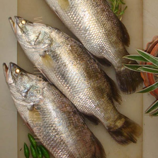 কোরাল মাছ( ±১০০০ গ্রাম)