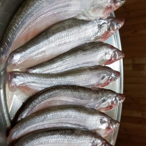 পাবদা মাছ- বিলের