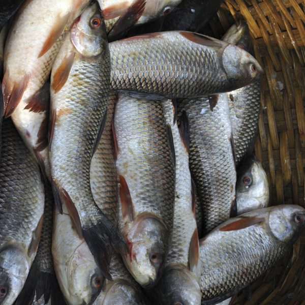 রাজশাহীর দেশি রুই